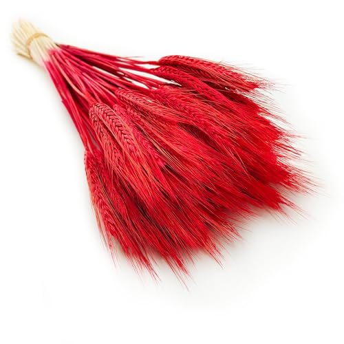 Enchanted Dekogras Triticale Getrocknetes Gras Ziergras Natürlich Deko Rot von Enchanted