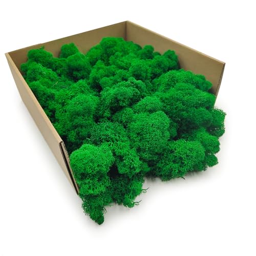 Enchanted Moos Konserviertes Rentiermoos Stabilisiert Deko Moos Zum Basteln DIY Für Mosbilder Floristik Natur Finnisch Grün 250 g von Enchanted