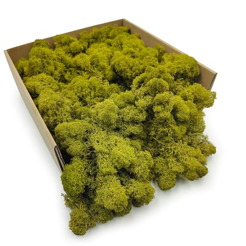 Enchanted Moos Konserviertes Rentiermoos Stabilisiert Deko Moos Zum Basteln DIY Für Mosbilder Floristik Natur Finnisch Limette 250 g von Enchanted