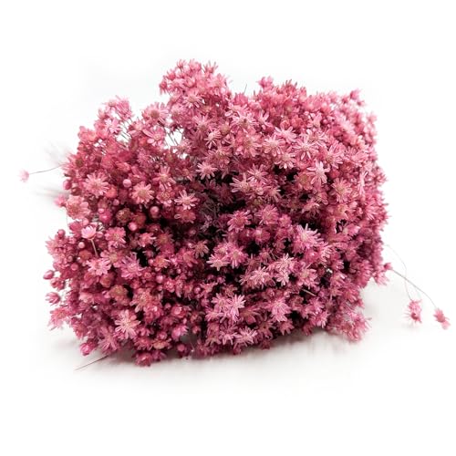 Enchanted Trockenblumen Dekogras Glixia Marcela Getrocknetes Gras Ziergras Natürlich Deko Fuchsia von Enchanted