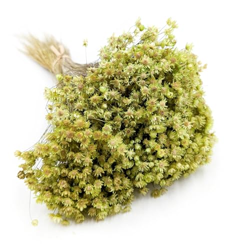 Enchanted Trockenblumen Dekogras Glixia Marcela Getrocknetes Gras Ziergras Natürlich Deko Grün von Enchanted