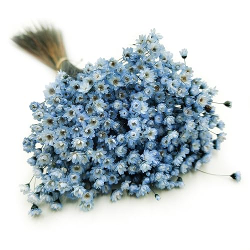 Enchanted Trockenblumen Dekogras Glyxia Comanthera Getrocknetes Gras Ziergras Natürlich Deko Blau von Enchanted