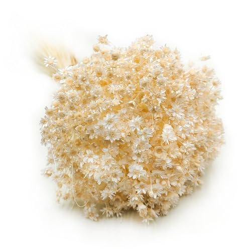 Enchanted Trockenblumen Dekogras Glyxia Comanthera Getrocknetes Gras Ziergras Natürlich Deko Creme von Enchanted