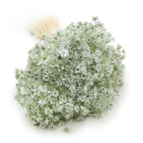 Enchanted Trockenblumen Dekogras Glyxia Comanthera Getrocknetes Gras Ziergras Natürlich Deko Minze von Enchanted
