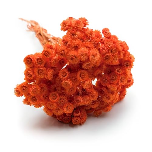 Enchanted Trockenblumen Dekogras Helichrysum Italicum Getrocknetes Gras Ziergras Natürlich Deko Orange von Enchanted