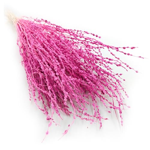 Enchanted Trockenblumen Dekogras Lepidium Sativum Getrocknetes Gras Ziergras Natürlich Deko Fuchsia von Enchanted