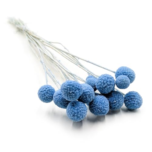 Enchanted Trockenblumen Getrocknete Blüten - Craspedia Extra - Strauß - 15 Stück - Dekogras Ziergras - Blau von Enchanted