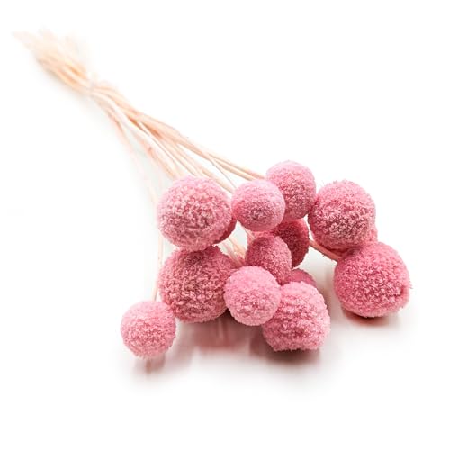 Enchanted Trockenblumen Getrocknete Blüten - Craspedia Extra - Strauß - 15 Stück - Dekogras Ziergras - Rosa von Enchanted