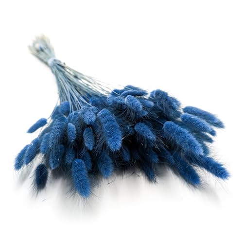 Enchanted Dekogras Getrocknetes Gras Ziergras Hasenschwänze Lagurus Ovatus Samtgras Häschen-Schwanzgras Trockenblumen Natürlich Boho 120 - 150 Stück 100 g Blau von Enchanted