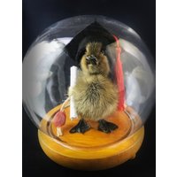 Niedliches Baby Enten Graduierte - Apotheker Abschlussgeschenk Doktor Geschenk Grausamkeit Frei von EnchantedMortuary