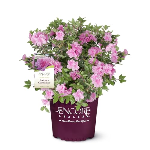 Encore Azalea Herbstnelke Azalee, 3,5 l, dunkelgrünes Laub mit bezaubernden rosa Blüten Encore Azalea Herbstnelke Azalee, 3,5 l, dunkelgrünes Laub mit bezaubernden rosa Blüten von Encore Azalea