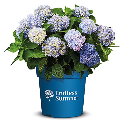 Endless Summer Hortensie 'The Original', blau, Bauernhortensie, Hydrangea, Blume, winterhart, Pflanze für Garten, Terrasse, Balkon oder Kübel von Endless Summer Hortensien