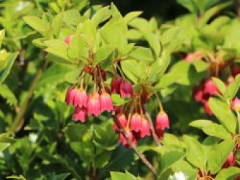 Prachtglocke 'Ruby Glow', 40-60 cm, Enkianthus campanulatus 'Ruby Glow', Containerware von Enkianthus campanulatus 'Ruby Glow'