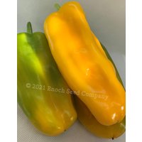 Gelber Schäferpfeffer | Non-Gmo, Offen Bestäubte Samen, 15 Samen Min. Pro Packung. Angebaut Und Verpackt in Kanada Gelber Schäferpfeffer | Non-Gmo, Offen Bestäubte Samen, 15 Samen Min. Pro Packung. Angebaut Und Verpackt in Kanada von EnochSeedCompany