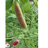 Spring Blush Erbse - Hypertendril | Seltener Samen, Non-Gmo & Open Pollinated Seed Min. 10 Samen Pro Packung. Angebaut Und Verpackt in Kanada Spring Blush Erbse - Hypertendril | Seltener Samen, Non-Gmo & Open Pollinated Seed Min. 10 Samen Pro Packung. Angebaut Und Verpackt in Kanada von EnochSeedCompany