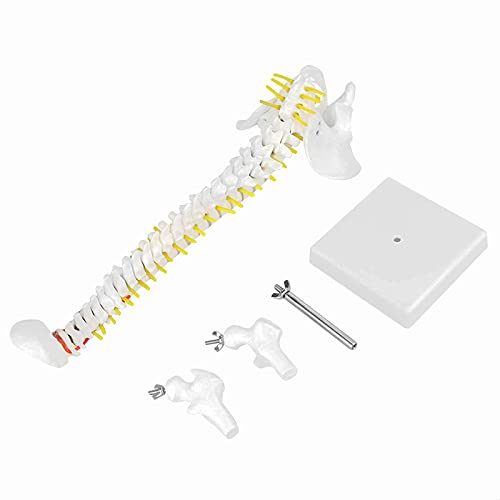 Wirbelsäule Modell Anatomie, Wirbelsäulenmodell Abnehmbares flexibles menschliches Wirbelsäulenmodell 45 cm für das Lernwerkzeug für Skelettanatomiestudien von Entatial