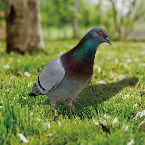 Entgoinggo Künstliche Simulation Schaum Vogel, 2D Simulation Gefiederte Tauben Gefälschte Taubenstatue, für Outdoor Garten Hochzeit Bäume Rasen Dekorative Ornamente (A) von Entgoinggo