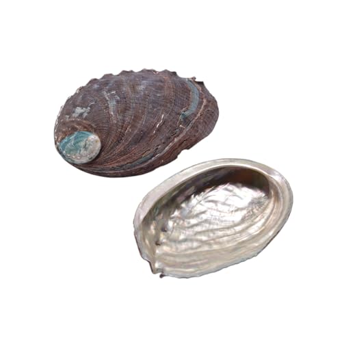Enwye 1 Stück 11–12 cm Bunte große Abalone-Muschelschale, natürliche Räucherschale für Dekoration und Präsentation von Räucherstäbchenhaltern Enwye 1 Stück 11–12 cm Bunte große Abalone-Muschelschale, natürliche Räucherschale für Dekoration und Präsentation von Räucherstäbchenhaltern von Enwye
