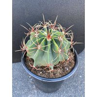 Fischhaken Fass Kaktus von EpicCactusSucculents