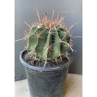 Fischhaken Fass Kaktus von EpicCactusSucculents