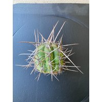 Kaktus Schneide von EpicCactusSucculents