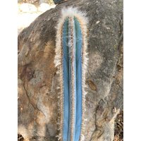 Pilosocereus Fast 2, 5 Ft. Groß Brasilianer Blau Selten Haarig Kaktus Schneiden von EpicCactusSucculents