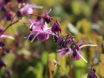 Großblumige Elfenblume 'Lilafee', Epimedium grandiflorum 'Lilafee', Topfware von Epimedium grandiflorum 'Lilafee'