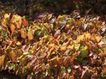 Rote Elfenblume, Epimedium x rubrum, Topfware von Epimedium x rubrum