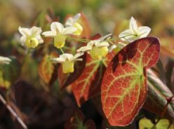 Schwefelfarbige Elfenblume 'Sulphureum', Epimedium x versicolor 'Sulphureum', Topfware von Epimedium x versicolor 'Sulphureum'