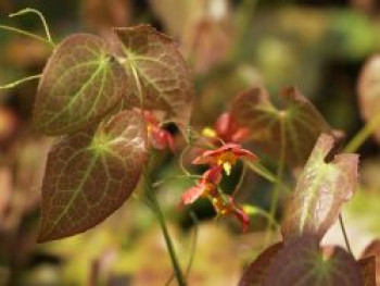 Warley-Elfenblume 'Orangekönigin', Epimedium x warleyense 'Orangekönigin', Containerware von Epimedium x warleyense 'Orangekönigin'