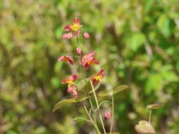 Warley-Elfenblume, Epimedium x warleyense, Topfware von Epimedium x warleyense