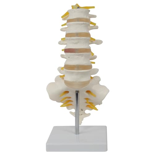 Wirbelsäulenmodell 5pcs/Set mit angeschlossenen Nerven PVC -Simulation Proportionaler Lendenwirbelsäulenmodell Anatomie menschlicher Körper für Lehre, Studie, Forschung von Ercoiong