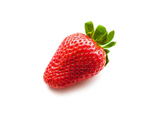 10 Maxim Erdbeerpflanzen (XXL Riesenerdbeeren) - 10 Erdbeerpflanzen/Erdbeersetzlinge - gut durchwurzelt, junitragend - Pflanzzeit: August - September von Erdbeerprofi.de