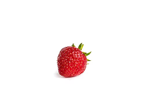 20 Senga Sengana Erdbeerpflanzen - Frigo Pflanzen - Pflanzzeit: März/April - Ernte: Juni - Erdbeersetzlinge/Erdbeerstecklinge - Erdbeerprofi.de von Erdbeerprofi.de
