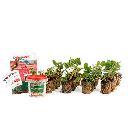 Erdbeerprofi - Erdbeer Anbau-Set: Erdbeerpflanzen Topf mit Erdbeer Langzeitdünger - 4 Erdbeersorten gemischt: Daroyal, Favori, Korona & Ostara von Erdbeerprofi.de