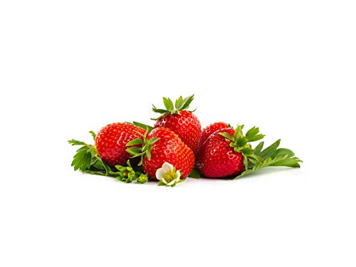 Erdbeerprofi - Erdbeere Rumba - 10 Erdbeerpflanzen/Erdbeersetzlinge - gut durchwurzelt, junitragend - Pflanzzeit: August - September von Erdbeerprofi.de