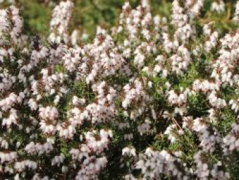 Winterblühende Heide 'Silberschmelze', 10-15 cm, Erica x darleyensis 'Silberschmelze', Topfware von Erica x darleyensis 'Silberschmelze'