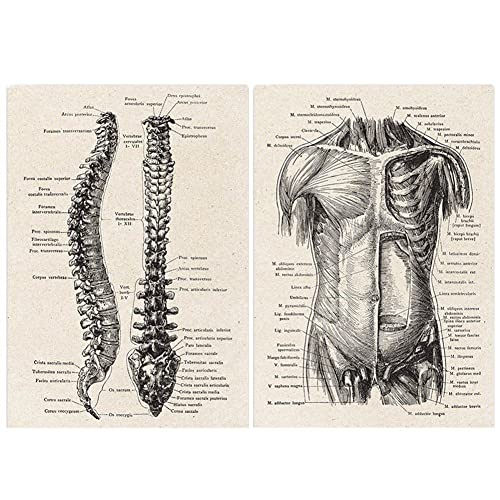 Ericetion Menschliche Anatomie -Kunstwerk Medizinische Wand Bild 2pcs Vintage Muskelskelettplakat Nordische Leinwand Print Ausbildung Maleinrichtung Hausdekoration Ericetion Menschliche Anatomie -Kunstwerk Medizinische Wand Bild 2pcs Vintage Muskelskelettplakat Nordische Leinwand Print Ausbildung Maleinrichtung Hausdekoration von Ericetion