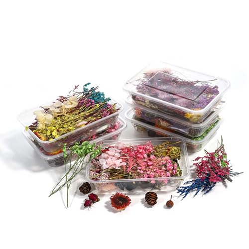 Ericrise 2 Boxen Natürliche Getrocknete Blumen, DIY Natürliche Getrocknet Blumen Set Gepresste Blumen Gemischte Getrocknete Blätter für Kunst Basteln DIY Harz Scrapbooking Handwerk Karten Machen von Blaulock
