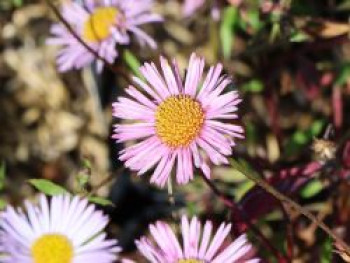 Karwinskis Feinstrahl 'Lavender Lady', Erigeron karvinskianus 'Lavender Lady', Topfware von Erigeron karvinskianus 'Lavender Lady'