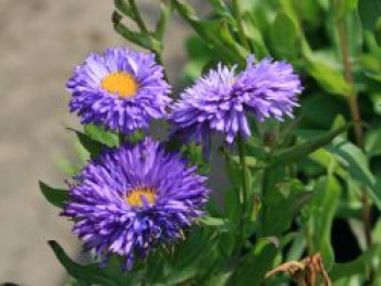 Feinstrahl 'Azurfee', Erigeron speciosus 'Azurfee', Topfware von Erigeron speciosus 'Azurfee'