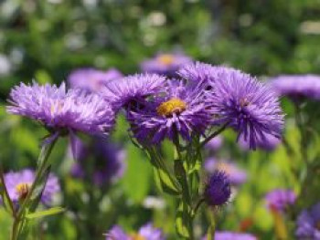 Feinstrahl 'Schöne Blaue', Erigeron speciosus 'Schöne Blaue', Topfware von Erigeron speciosus 'Schöne Blaue'