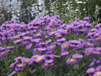 Feinstrahl 'Dunkelste Aller', Erigeron x cultorum 'Dunkelste Aller', Topfware von Erigeron x cultorum 'Dunkelste Aller'
