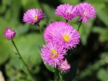 Feinstrahl 'Foersters Liebling', Erigeron x cultorum 'Foersters Liebling', Topfware von Erigeron x cultorum 'Foersters Liebling'