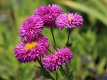 Feinstrahl 'Rotes Meer', Erigeron x cultorum 'Rotes Meer', Topfware von Erigeron x cultorum 'Rotes Meer'