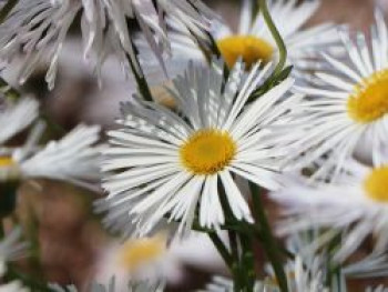 Feinstrahl 'Sommerneuschnee', Erigeron x cultorum 'Sommerneuschnee', Topfware von Erigeron x cultorum 'Sommerneuschnee'