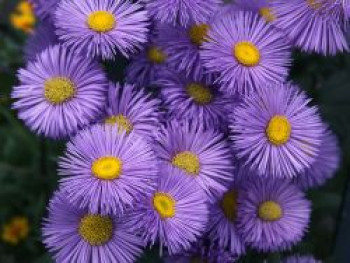 Feinstrahl 'Strahlenmeer', Erigeron x cultorum 'Strahlenmeer', Topfware von Erigeron x cultorum 'Strahlenmeer'