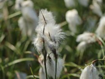Scheidenwollgras, Eriophorum vaginatum, Topfware von Eriophorum vaginatum