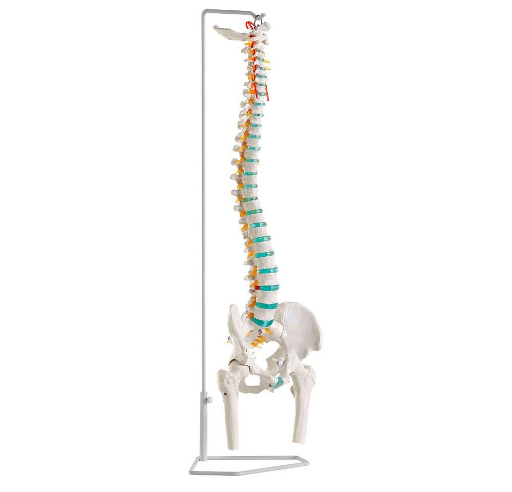 Erler Zimmer Magnettafel Skelettmodell Flexible Wirbelsäule, Flexibles, lebensgroßes Wirbelsäulenmodell von Erler Zimmer