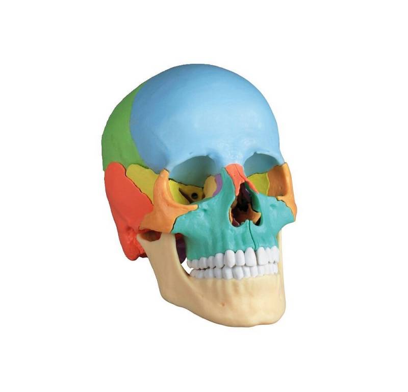 Erler Zimmer Magnettafel Skelettmodell Osteopathie-Schädelmodell, 22-teilig, Leichtes Zusammenstecken/Zerlegen dank Magnetverbindung Erler Zimmer Magnettafel Skelettmodell Osteopathie-Schädelmodell, 22-teilig, Leichtes Zusammenstecken/Zerlegen dank Magnetverbindung von Erler Zimmer